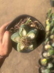 💎👑💎 T. Coquimbanus — Pup Graft on Rooted Scop