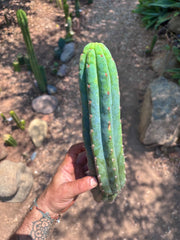 👑🌶️ Ventucky Blue — 15” Tip