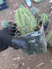 👑🌶️ Jiimz Strong Spine — Rooted Tips