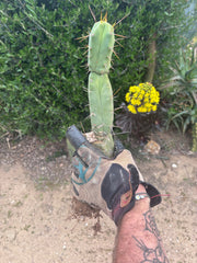👑🌶️🌶️ Dulzura — Rooted 14”
