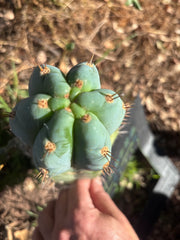 💎👑💎 Papa Smurf — Fat 8” Tip