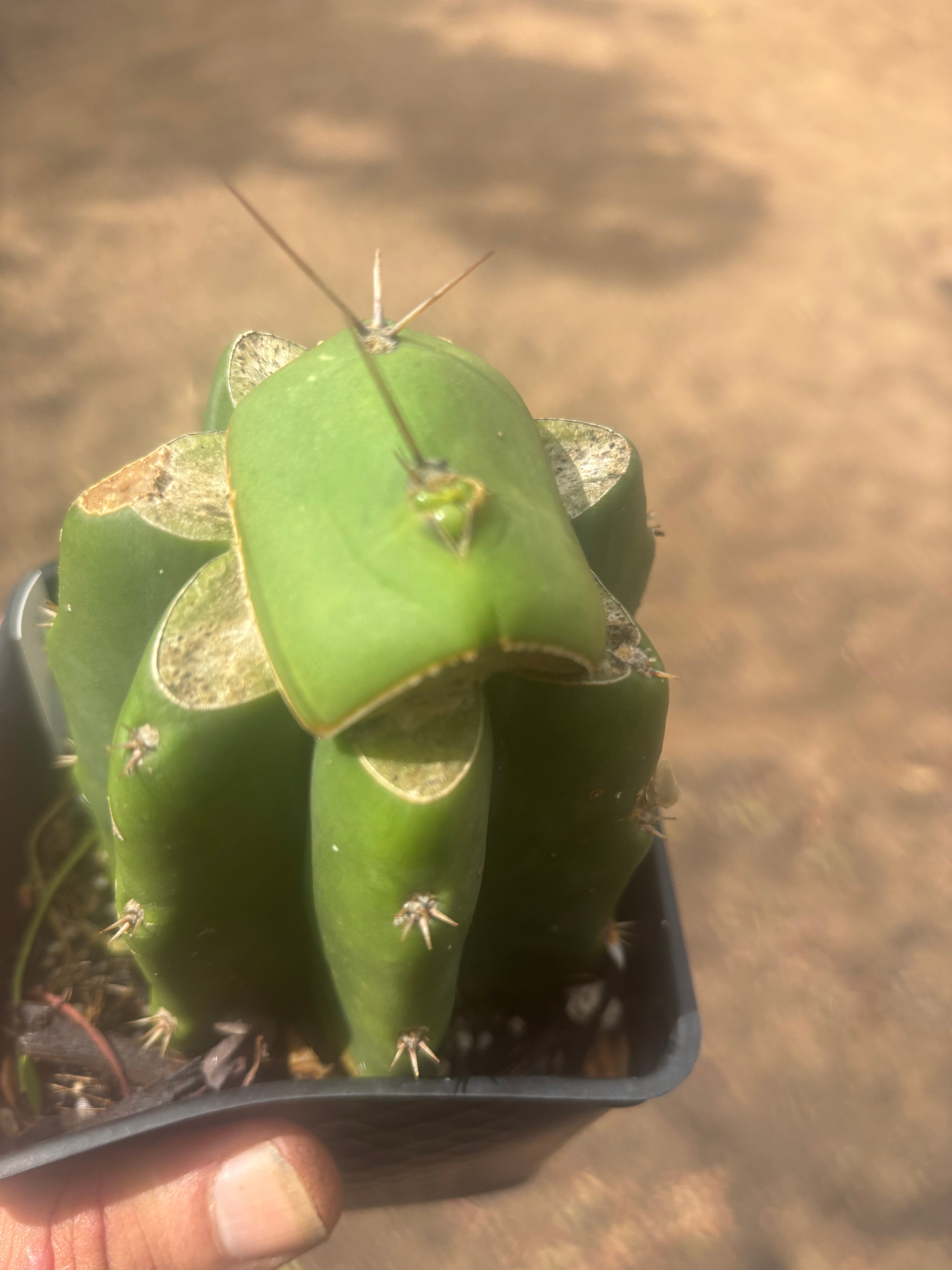 💎👑💎 Salad Fingers — Rooted Slab Graft w/ Pup Starting