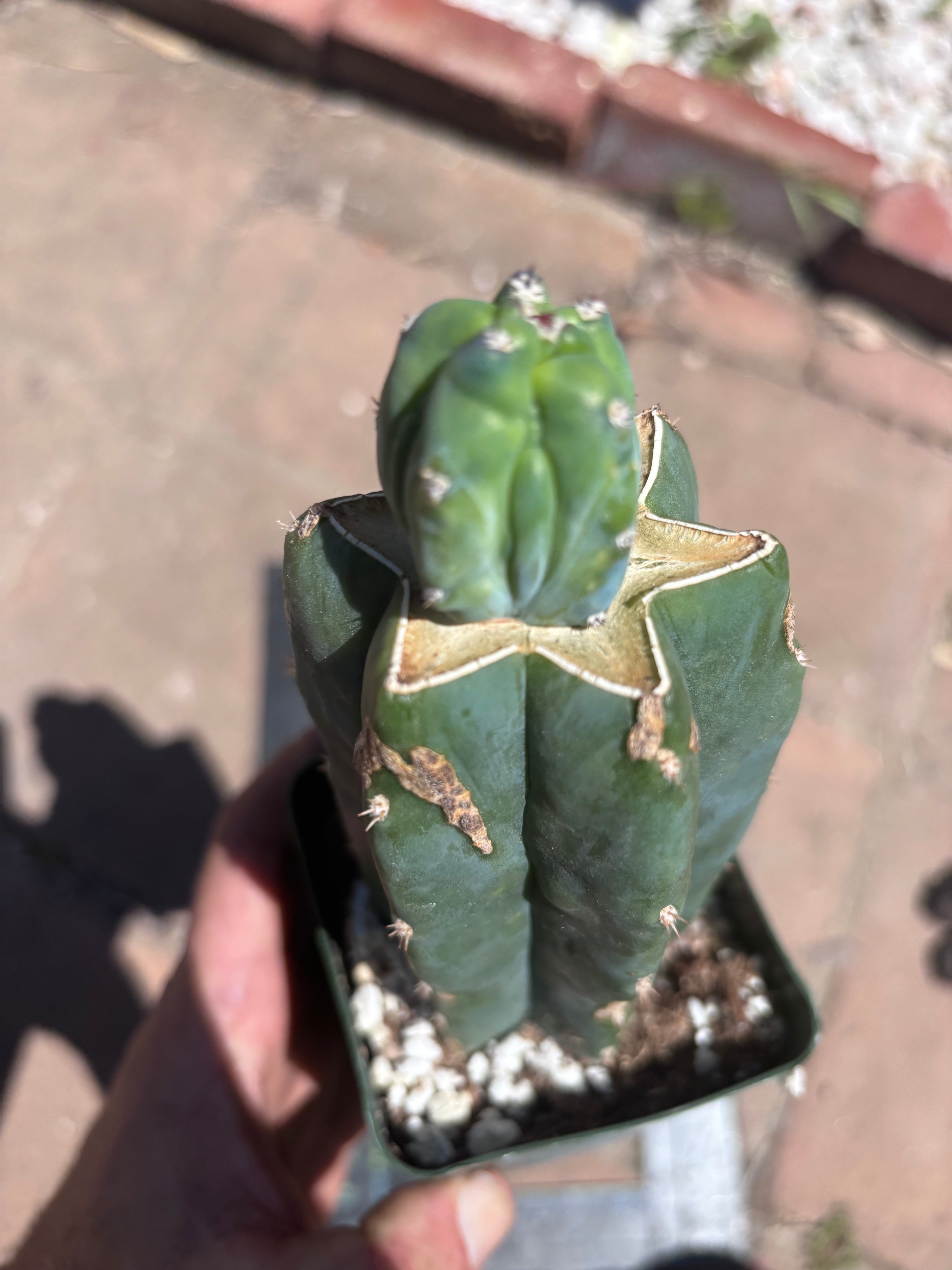 👑💎 Grecas Tip Graft — Rooted / Whole