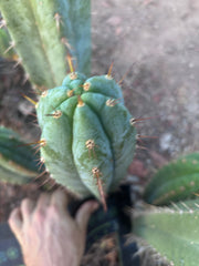 👑🌶️ Kimnach — Beefy 13” Pup