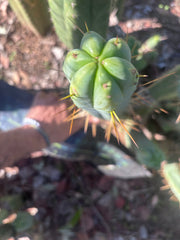 👑🌶️ BBB — XL 15” Tip