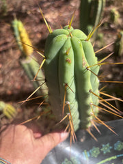 👑🌶️ MJC01  — 8” Pup