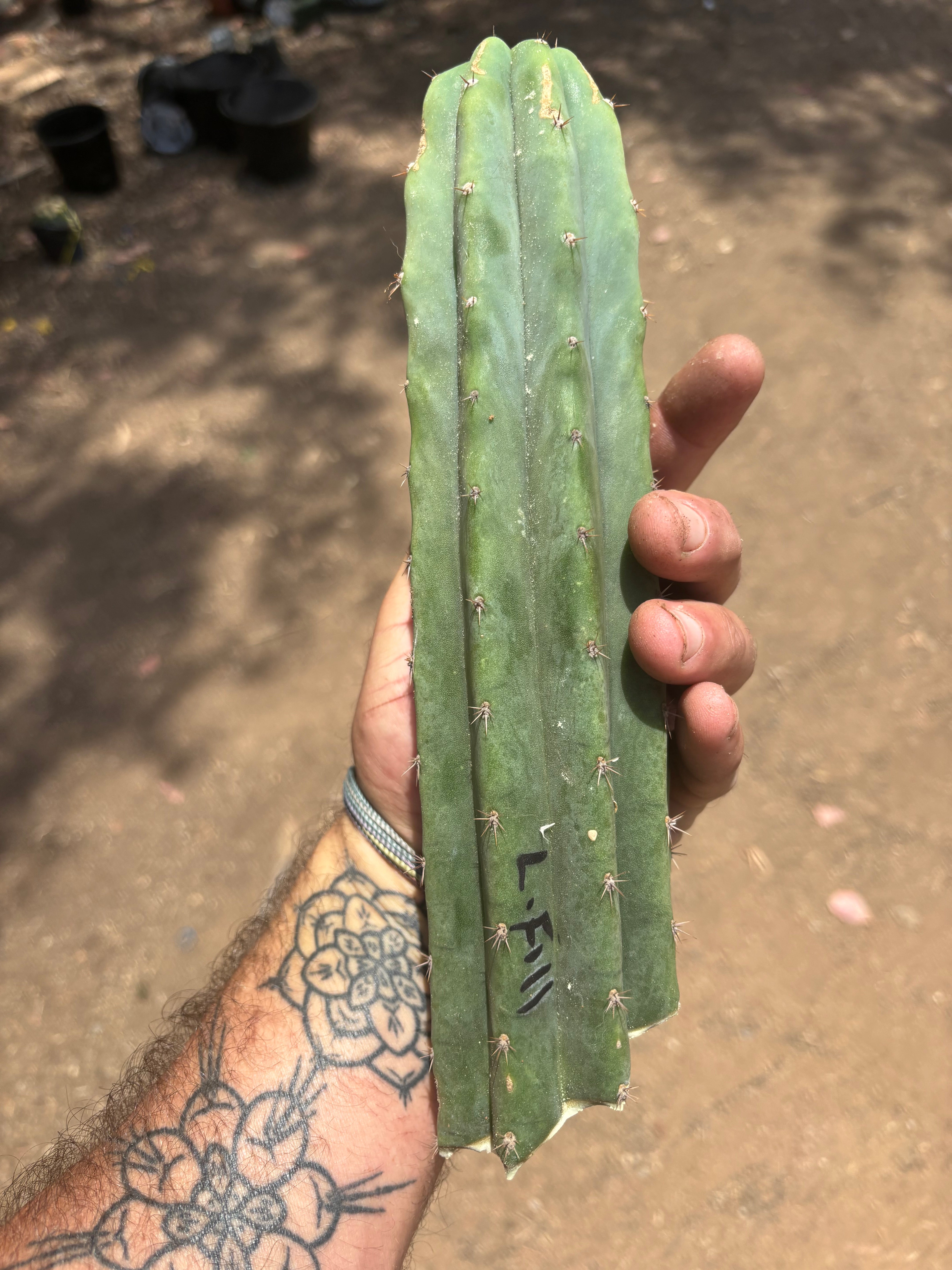 👑🌶️🌶️ Landfill — 11” Tip