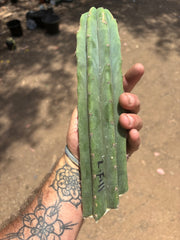 👑🌶️🌶️ Landfill — 11” Tip