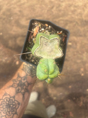 💎👑🌶️ Platform 9 3/4  — Established Puck Graft w/ Pup on Rooted PC