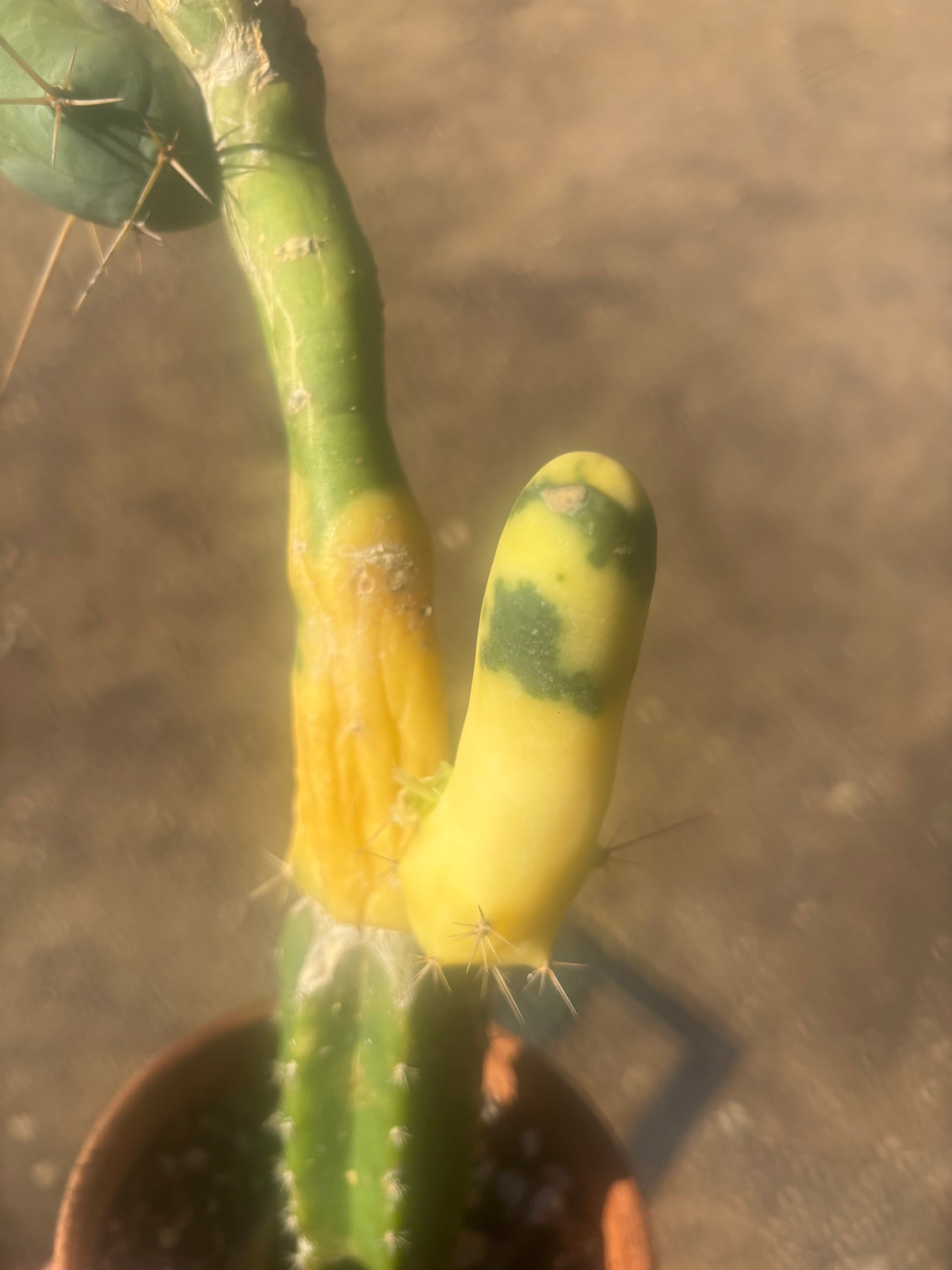 💎👑💎🌶️🌶️ TBM-b Variegated— Long Established Graft on Rooted Stock
