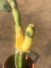 💎👑💎🌶️🌶️ TBM-b Variegated— Long Established Graft on Rooted Stock