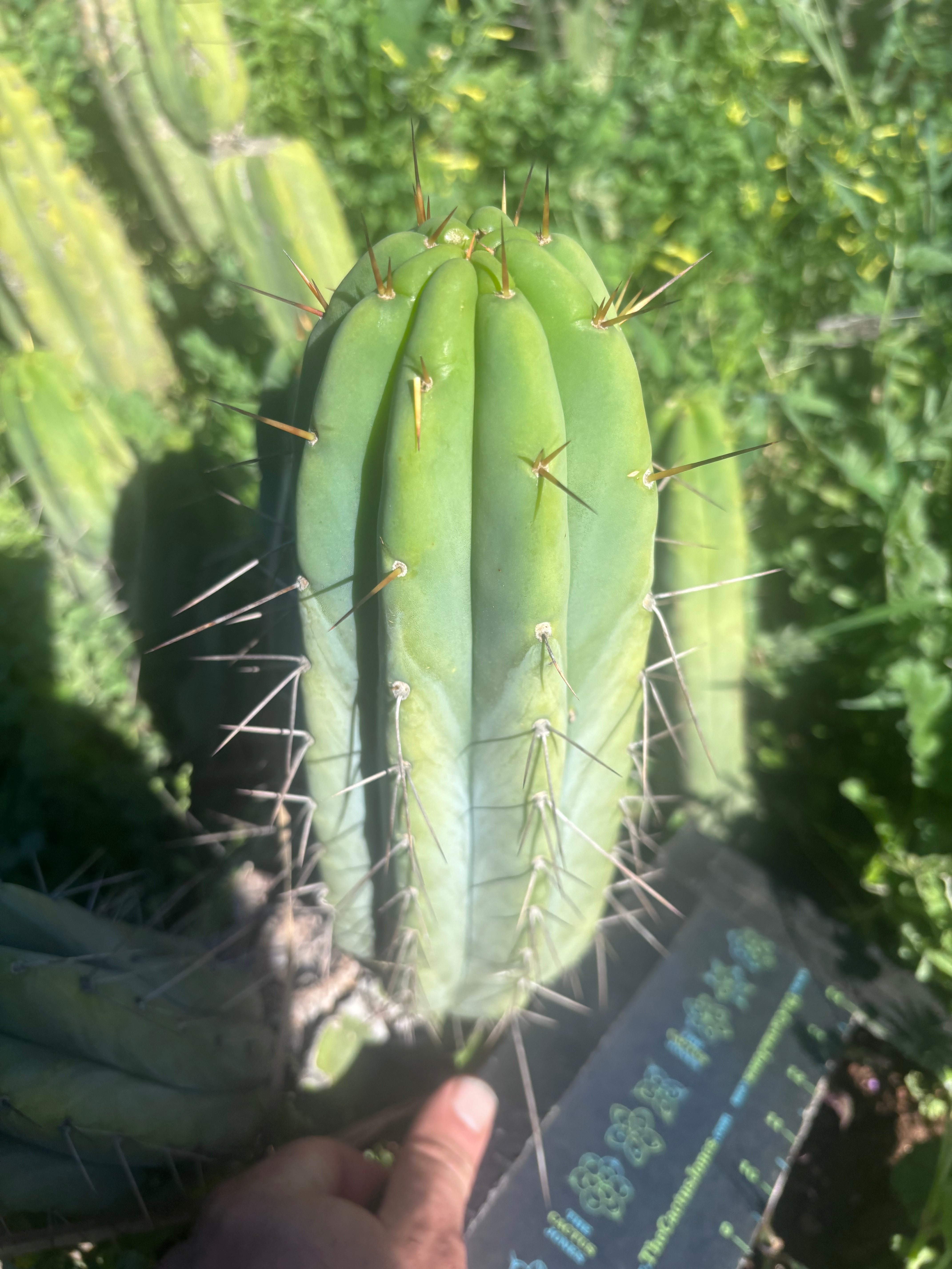 👑🌶️🌶️  Lumberjack — Fat 12” Pup