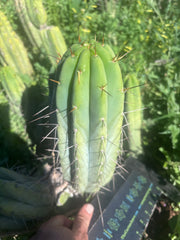 👑🌶️🌶️  Lumberjack — Fat 12” Pup