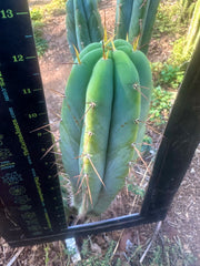 👑🌶️ CA1 Sherman — XL 12” Tip