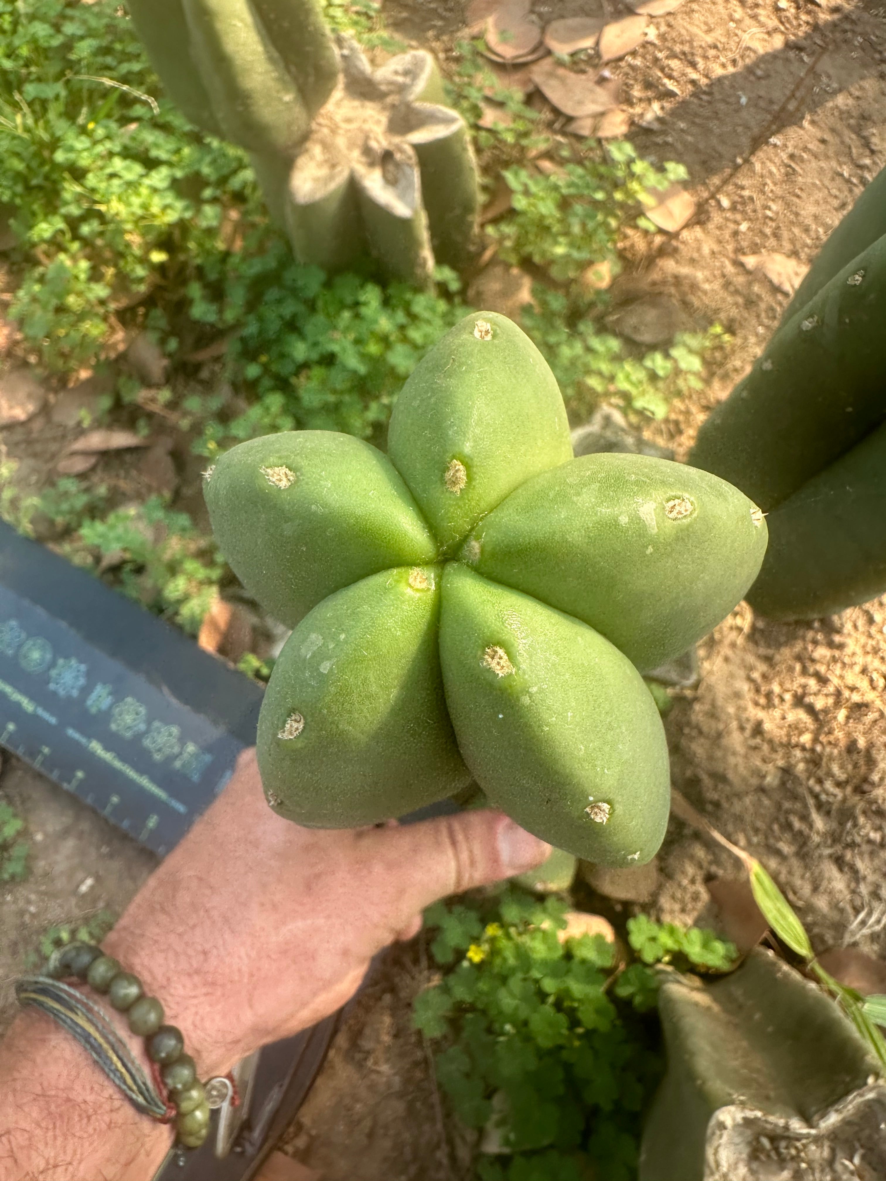 👑🌶️ Zulk — 9.5” Melon