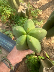 👑🌶️ Zulk — 9.5” Melon