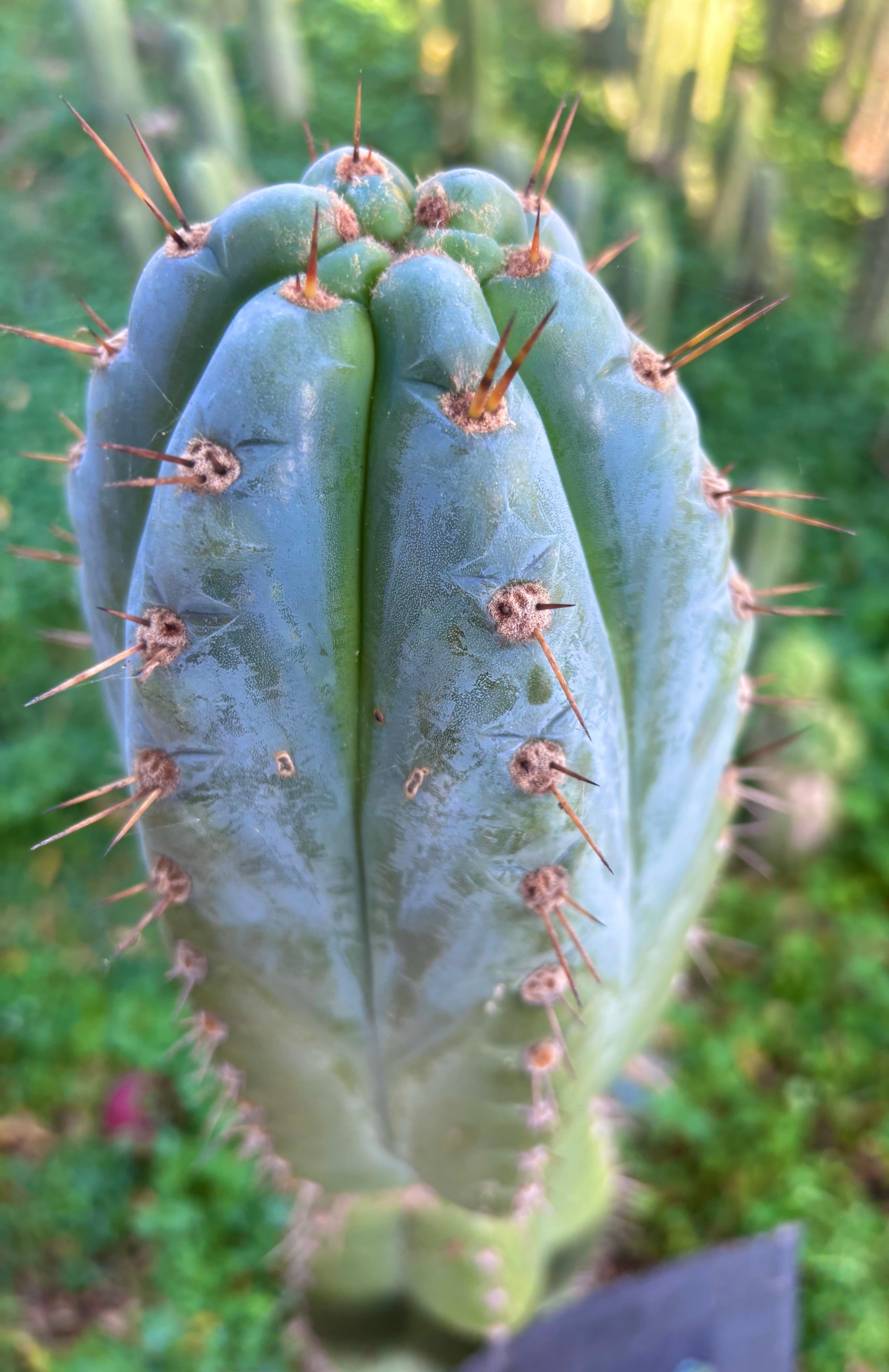 💎👑💎 Papa Smurf — XXL 14” Tip