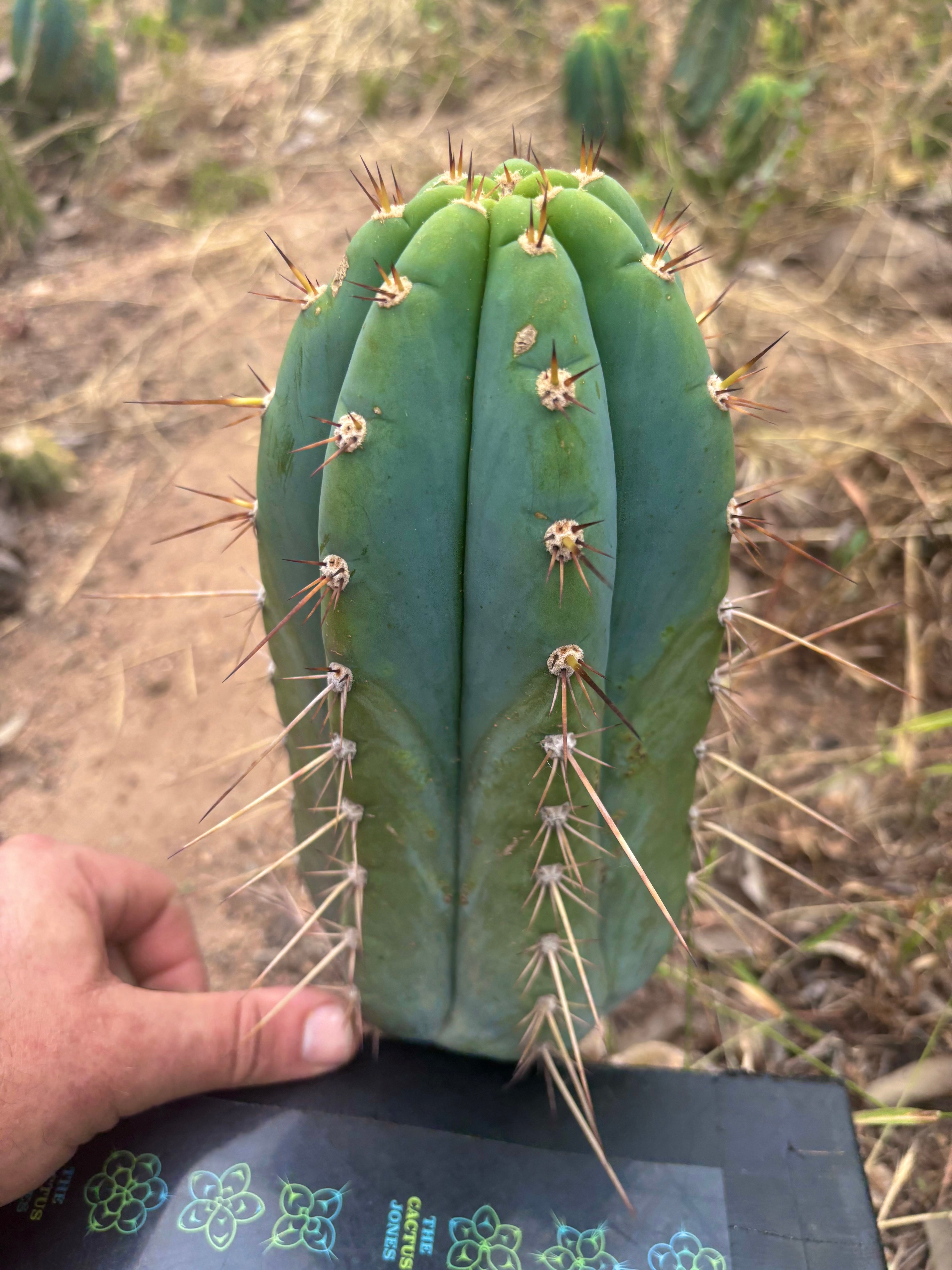 💎👑🌶️ CGG — 10” Blue Melon
