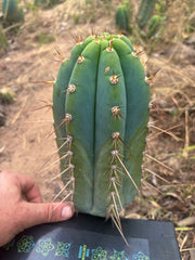 💎👑🌶️ CGG — 10” Blue Melon