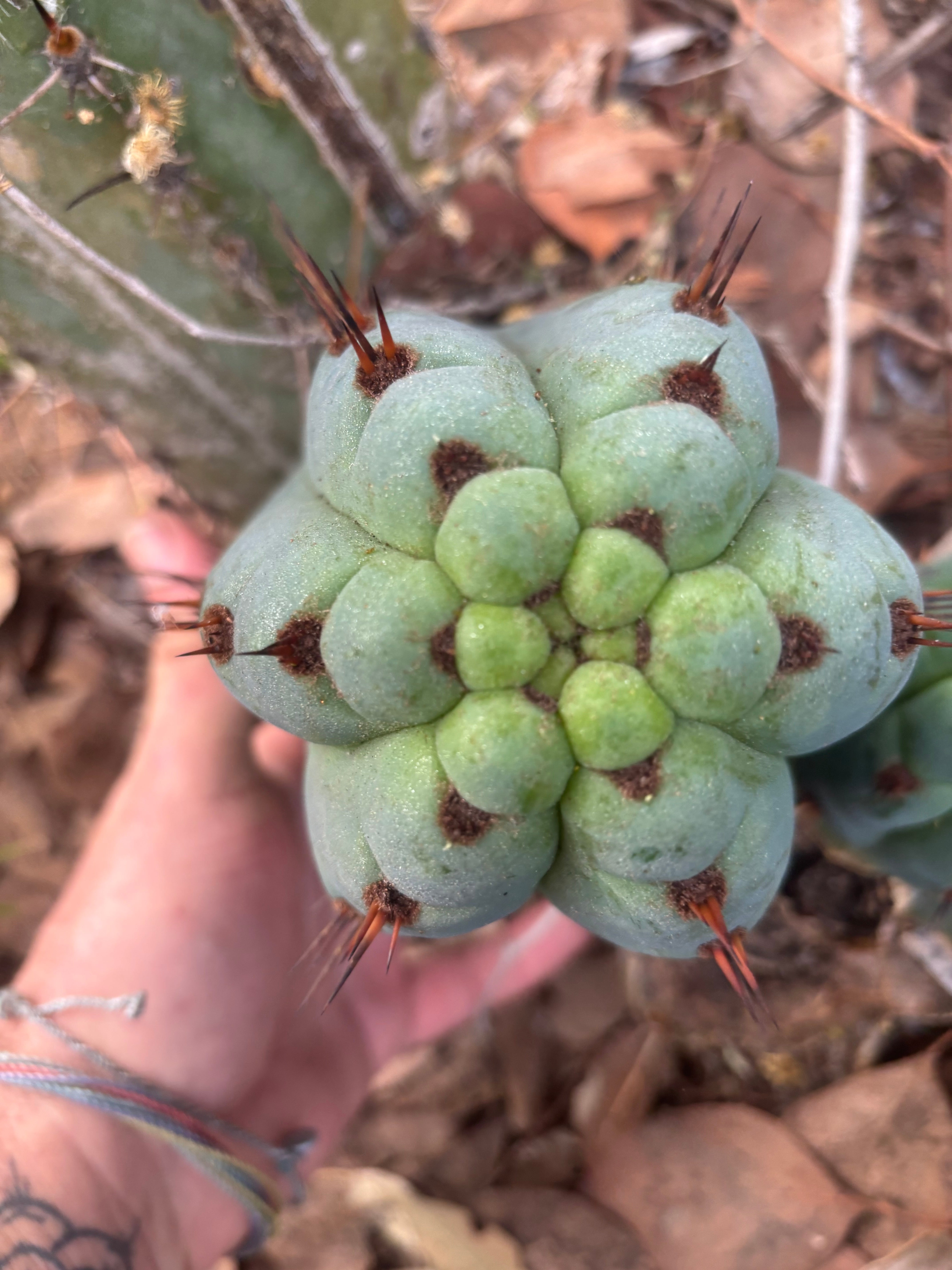 💎👑 Papa Smurf — 8” Chonk Melon