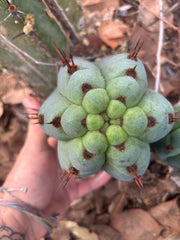 💎👑 Papa Smurf — 8” Chonk Melon