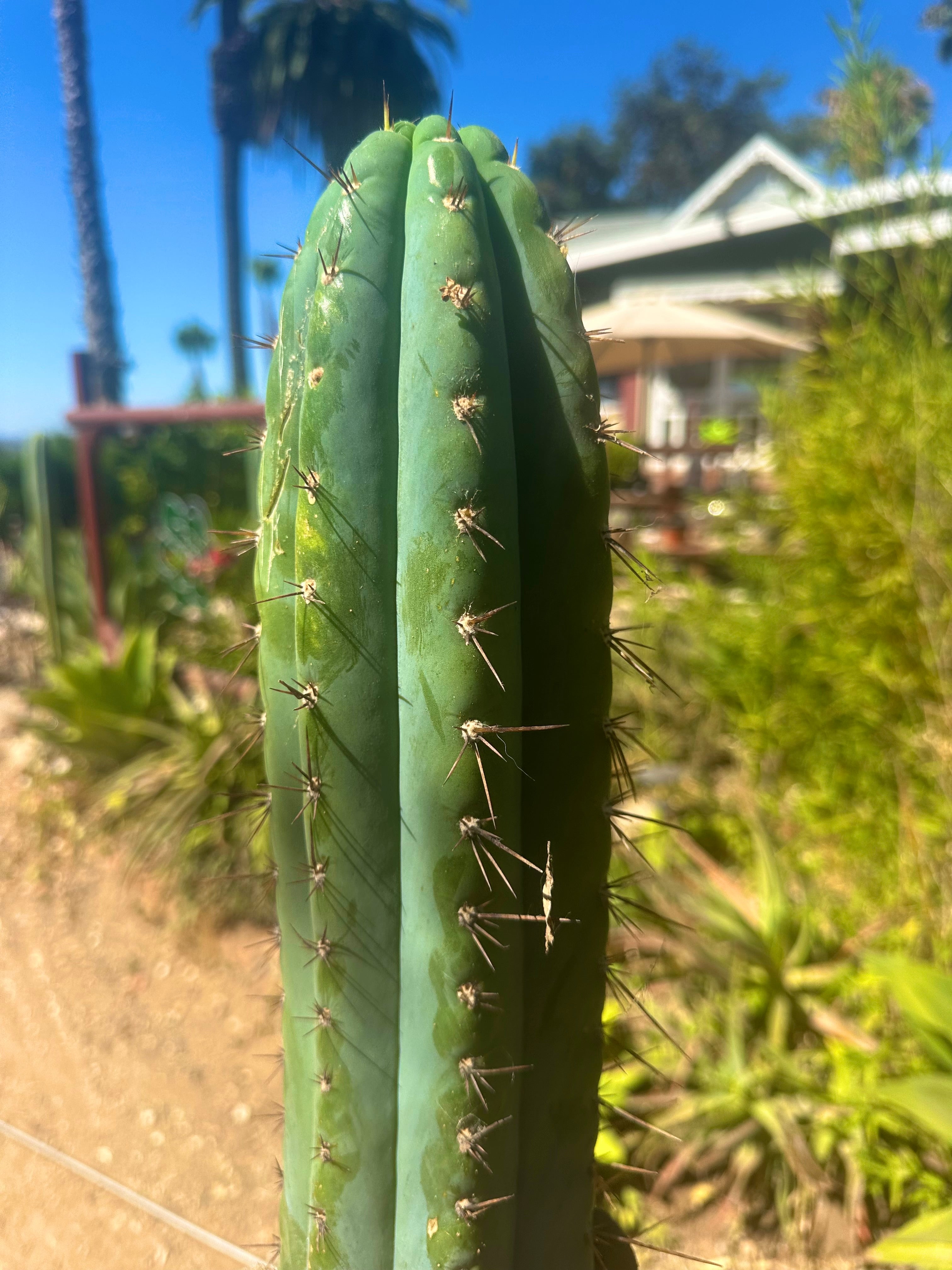 💎👑🌶️ RS0004  — XL 16” Tip