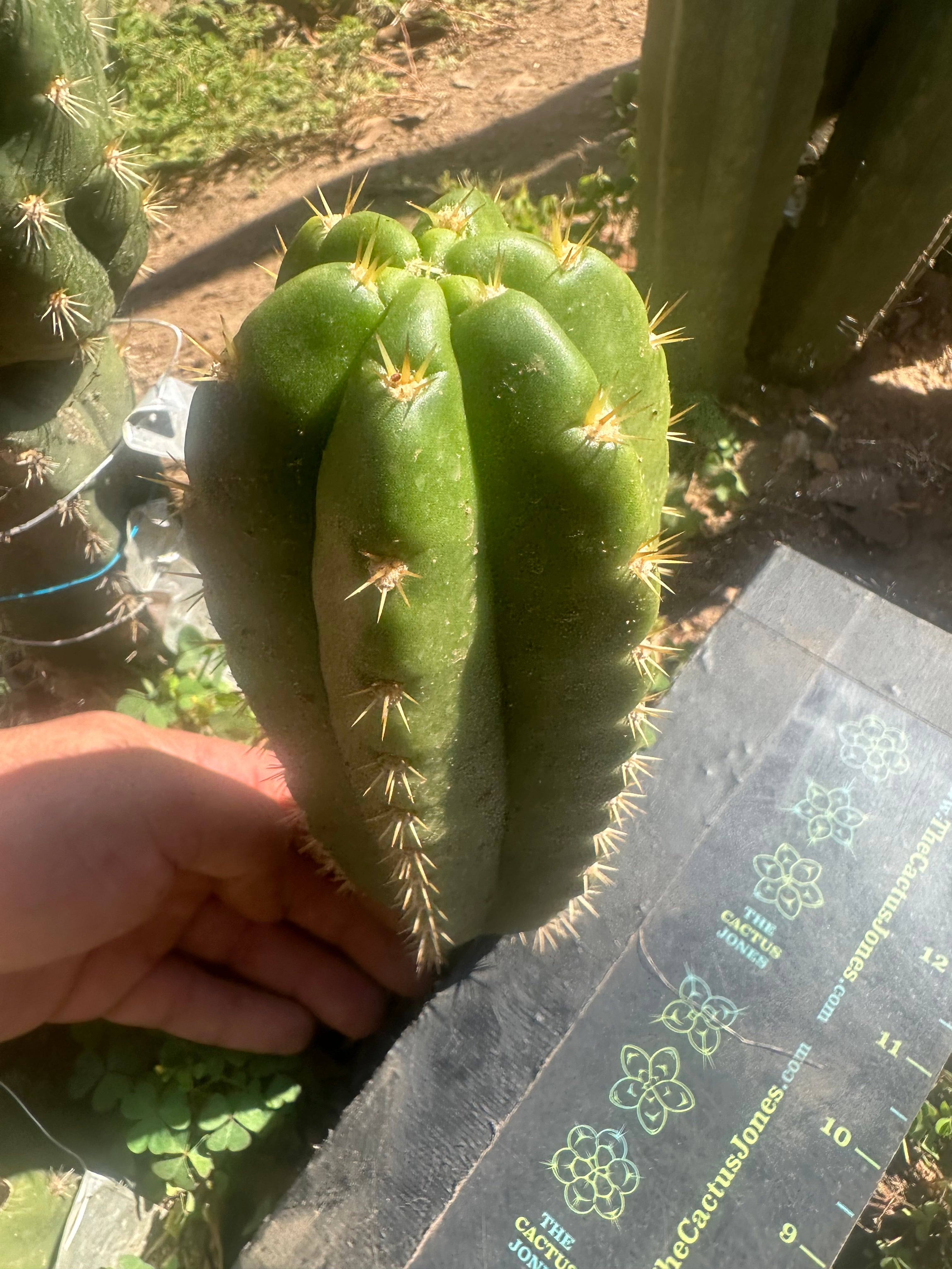 💎👑 CareBear — 8” Pup