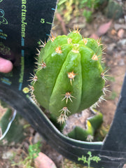 💎👑💎🌶️ CareBear — 5” Grenade