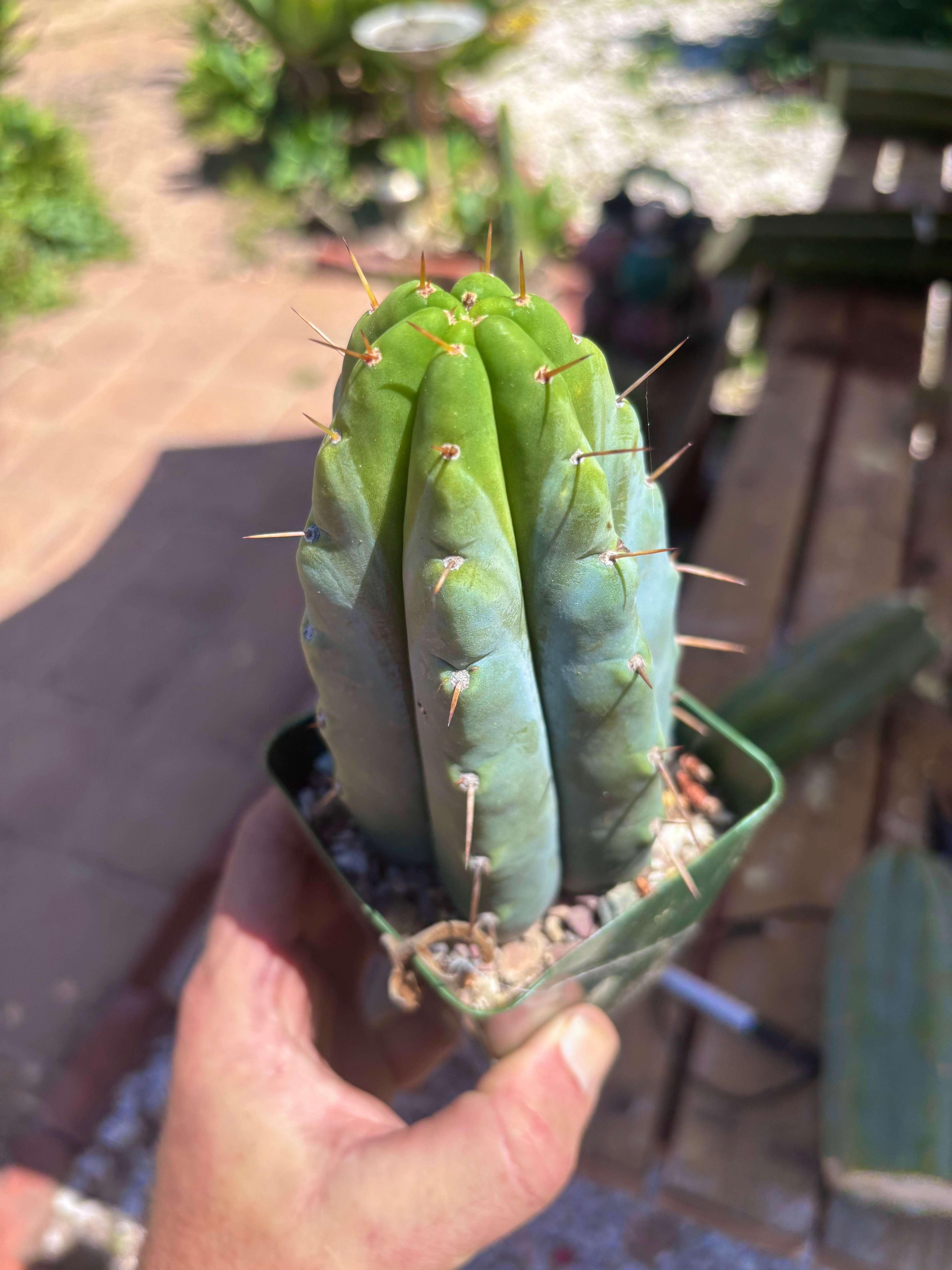 👑🌶️ Hammer — Rooted / Whole