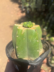 💎👑💎 Havran — Pup Graft on Rooted Pierre