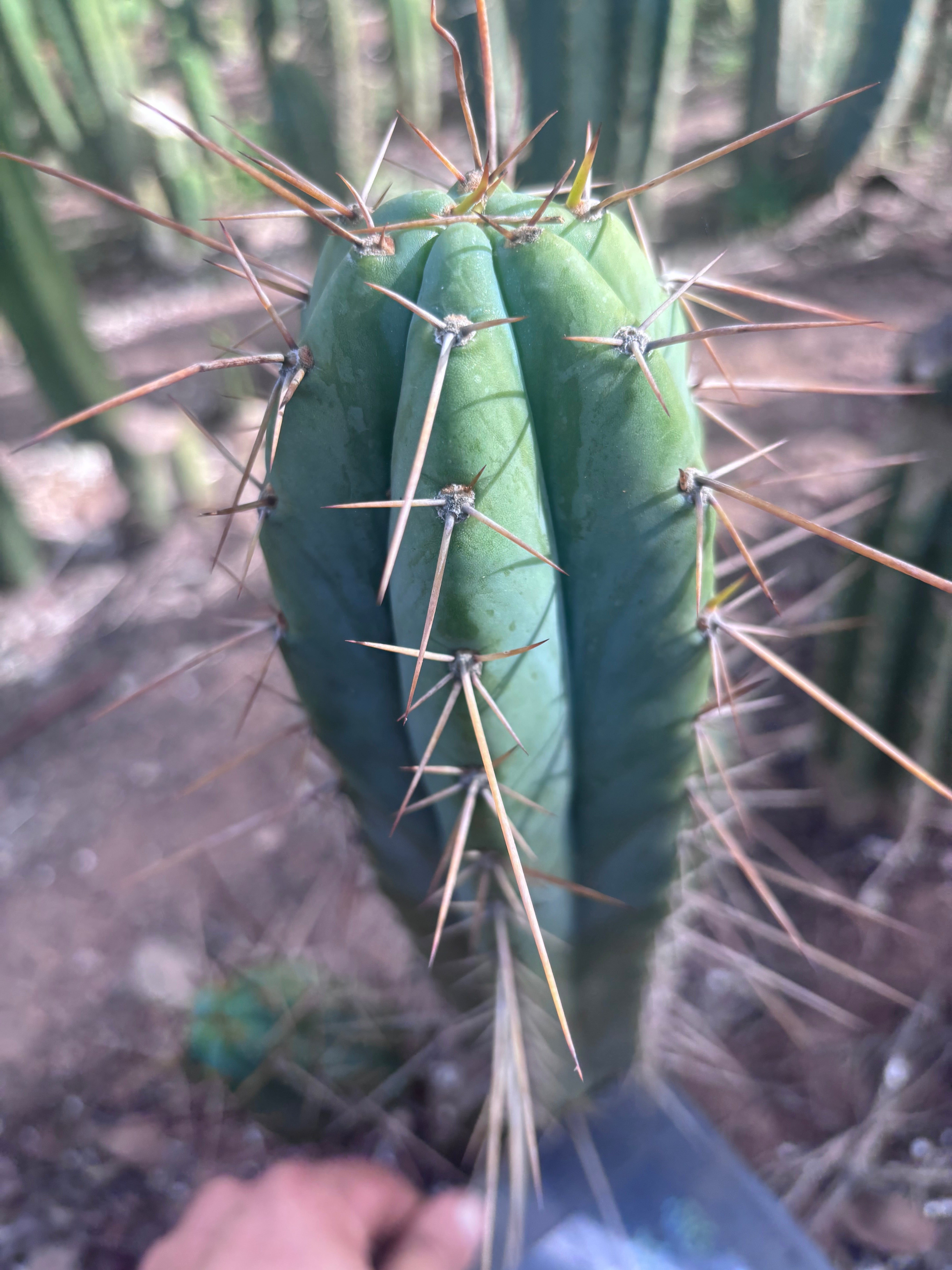 👑🌶️ Nash — 14” Tip