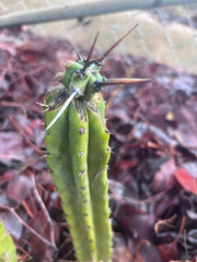 🦄 👑 M Stacker — Fully Rooted Graft