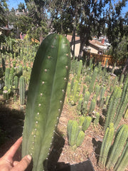 💎👑🌶️ Torres & Torres — XL 14” Tip