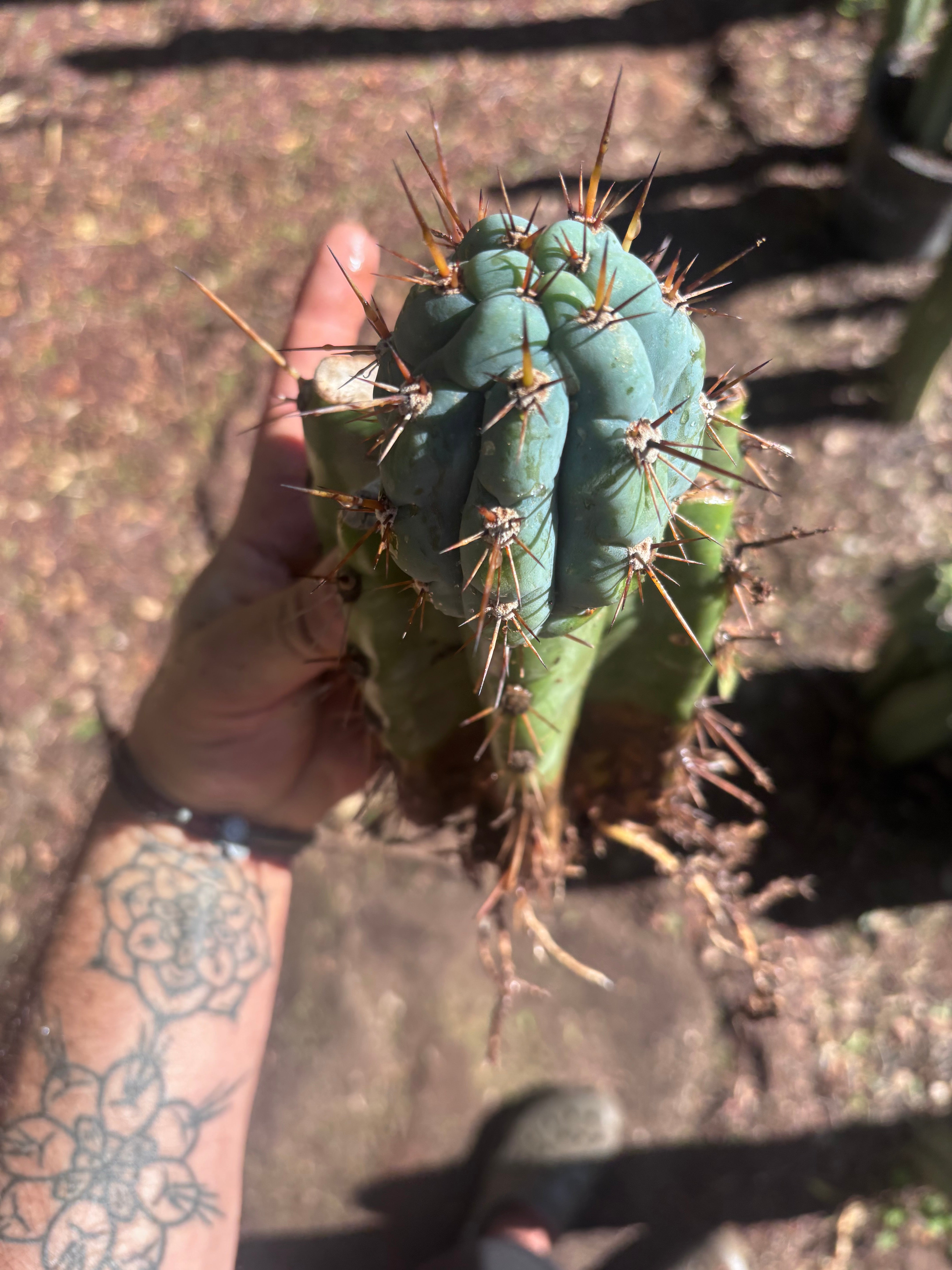 💎👑💎 Papa Smurf — Thick Rooted Mid w/Pup
