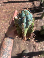 💎👑💎 Papa Smurf — Thick Rooted Mid w/Pup