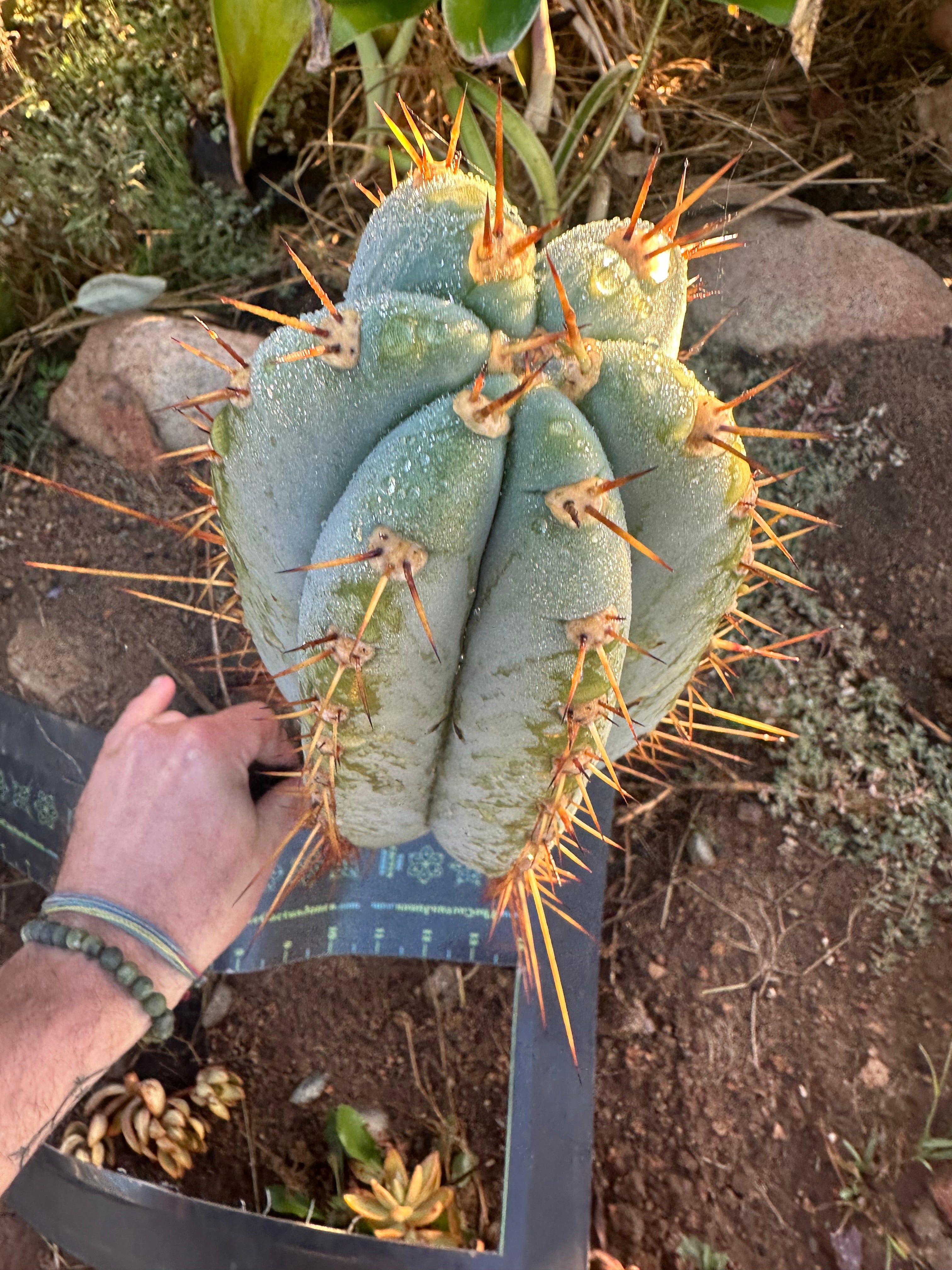 💎👑🌶️ CGG — XL 14” Bomb Pup