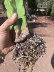 👑🌶️🌶️ Kate’s Bridge — Fat Rooted Tip
