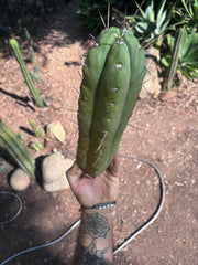 👑🌶️🌶️  Jiimz Twin — XL Fat 13” Tip