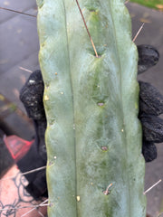 👑💎🌶️ TBQM  — Massive 12” Mid