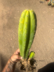 💎 Landfill x Super Pedro — Seed Grown XL 15” Full Roots