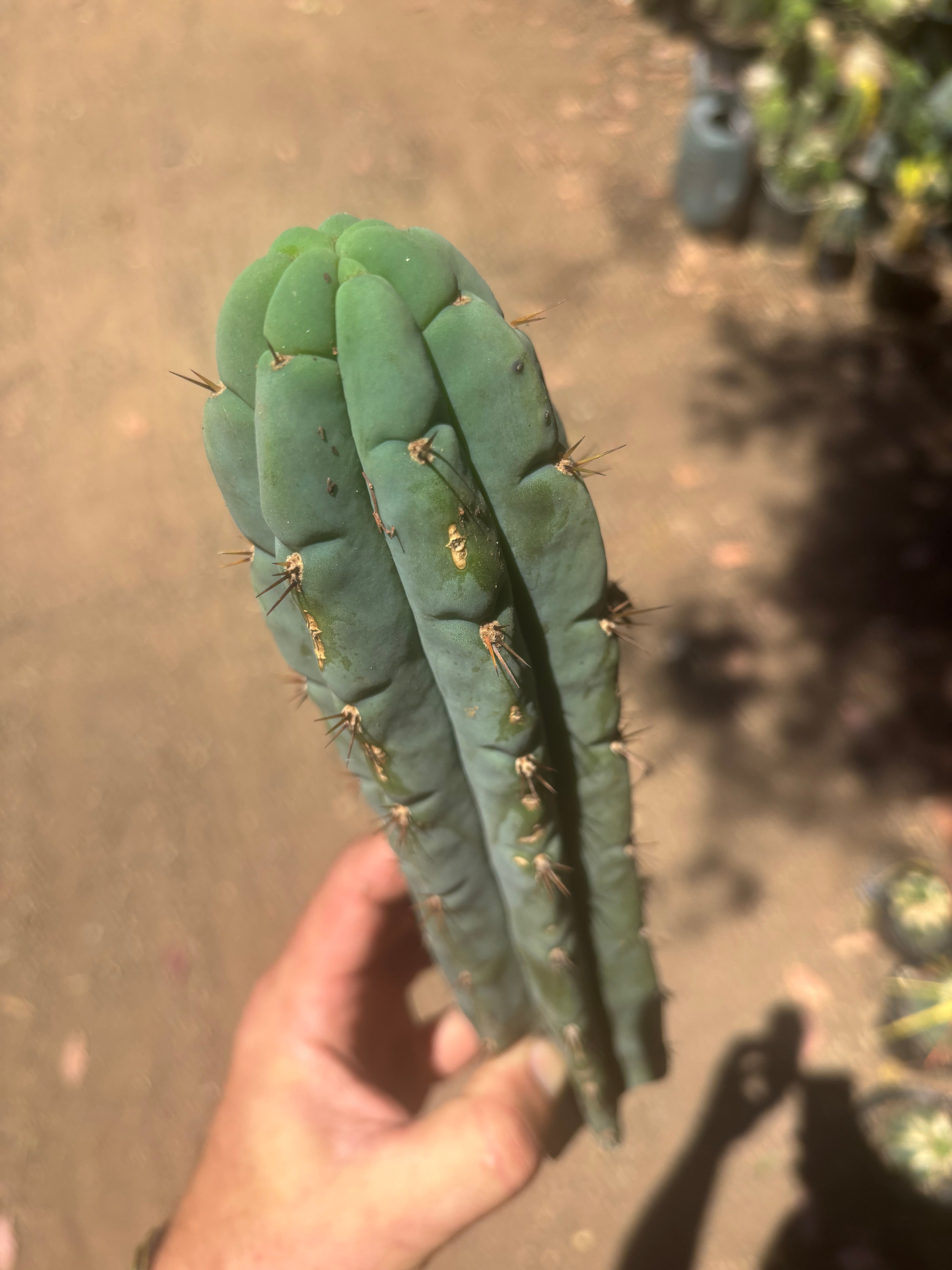 👑🌶️🌶️ Austy’s Bomb — 11.5”Tip