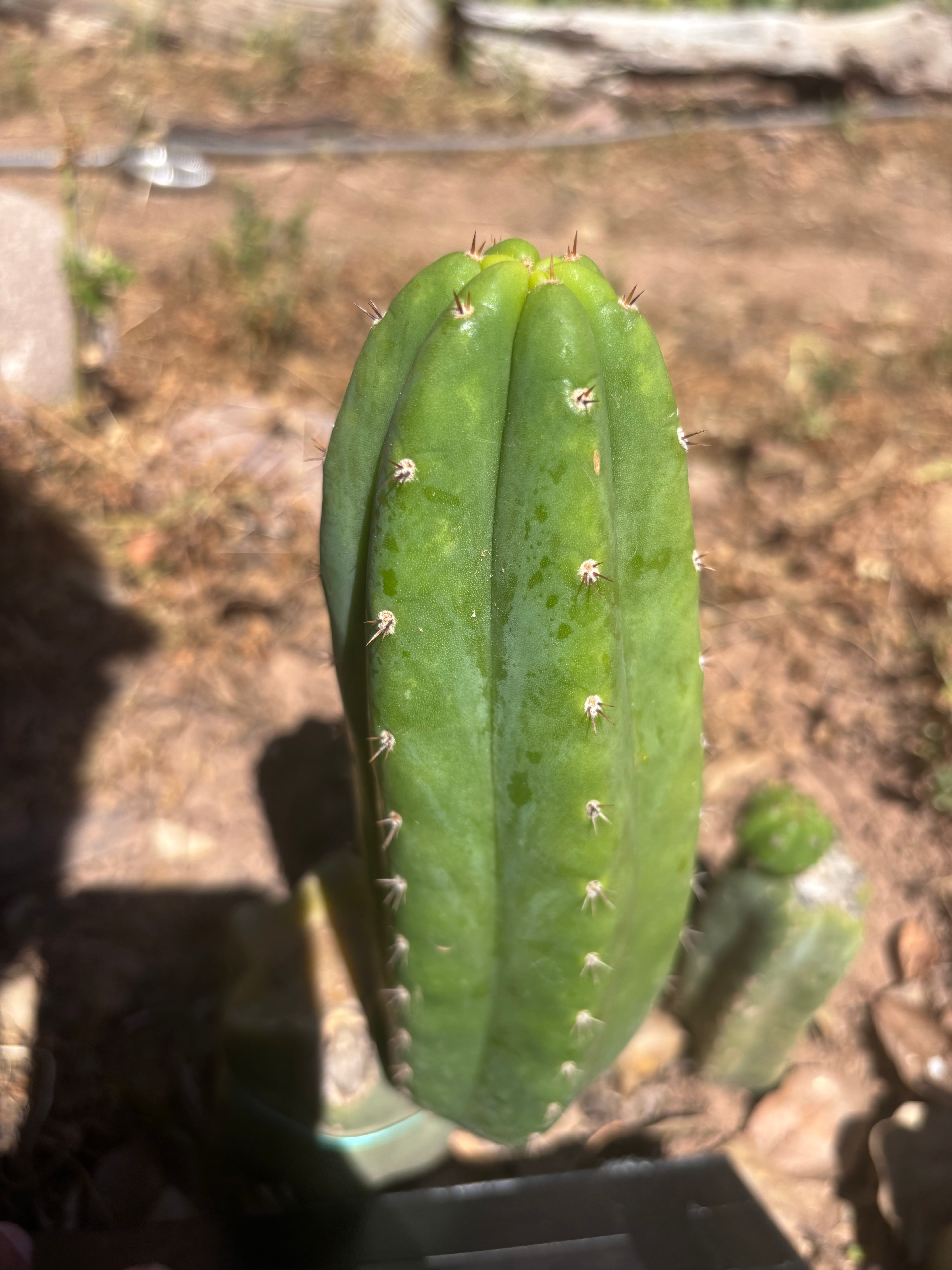 💎👑🌶️🌶️ KR04 — 6.5” Pup