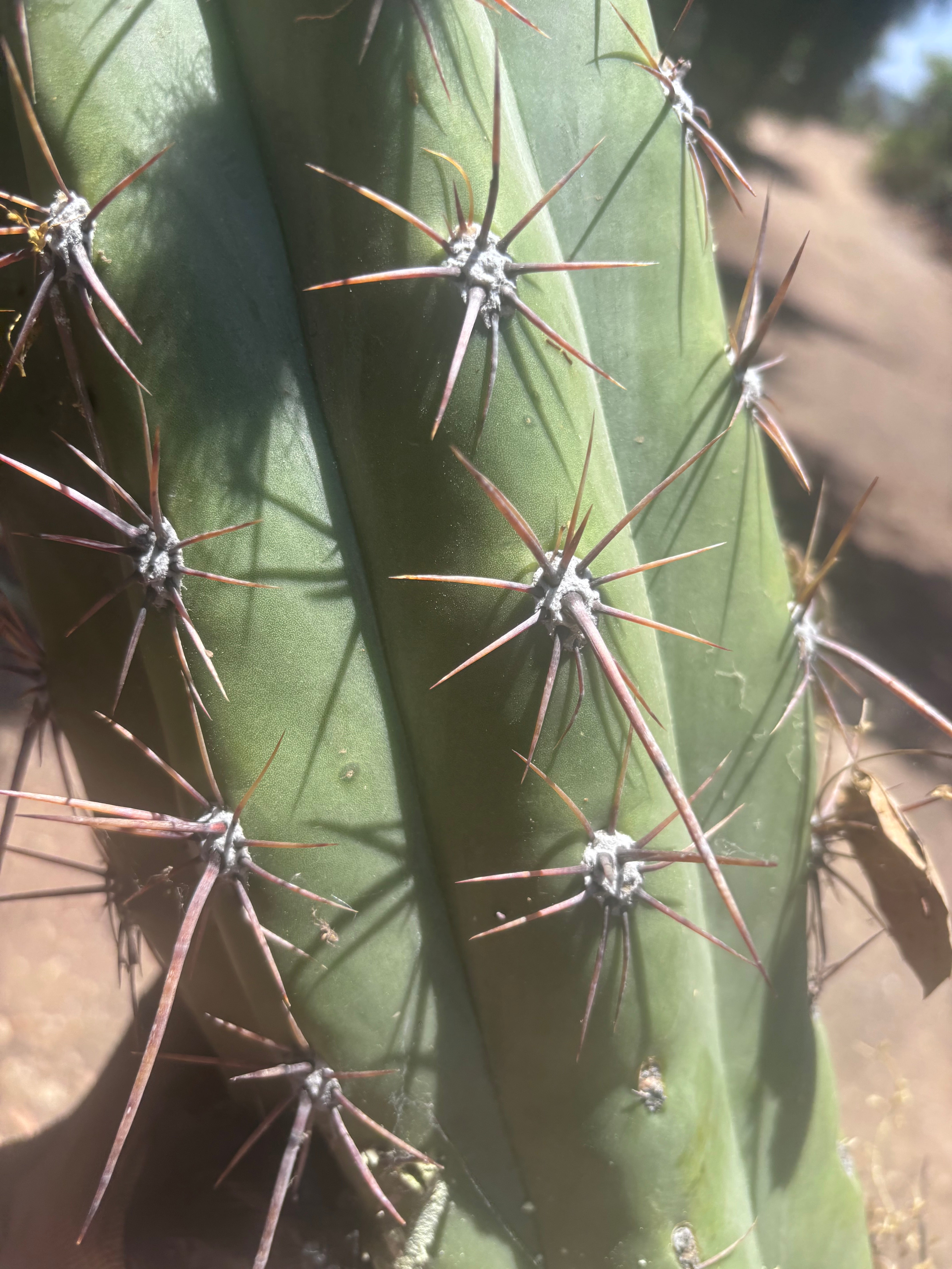 💎💎 Taquimbalensis — MASSIVE 18” Tip