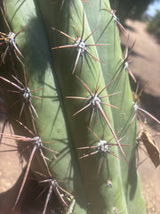 💎💎 Taquimbalensis — MASSIVE 18” Tip