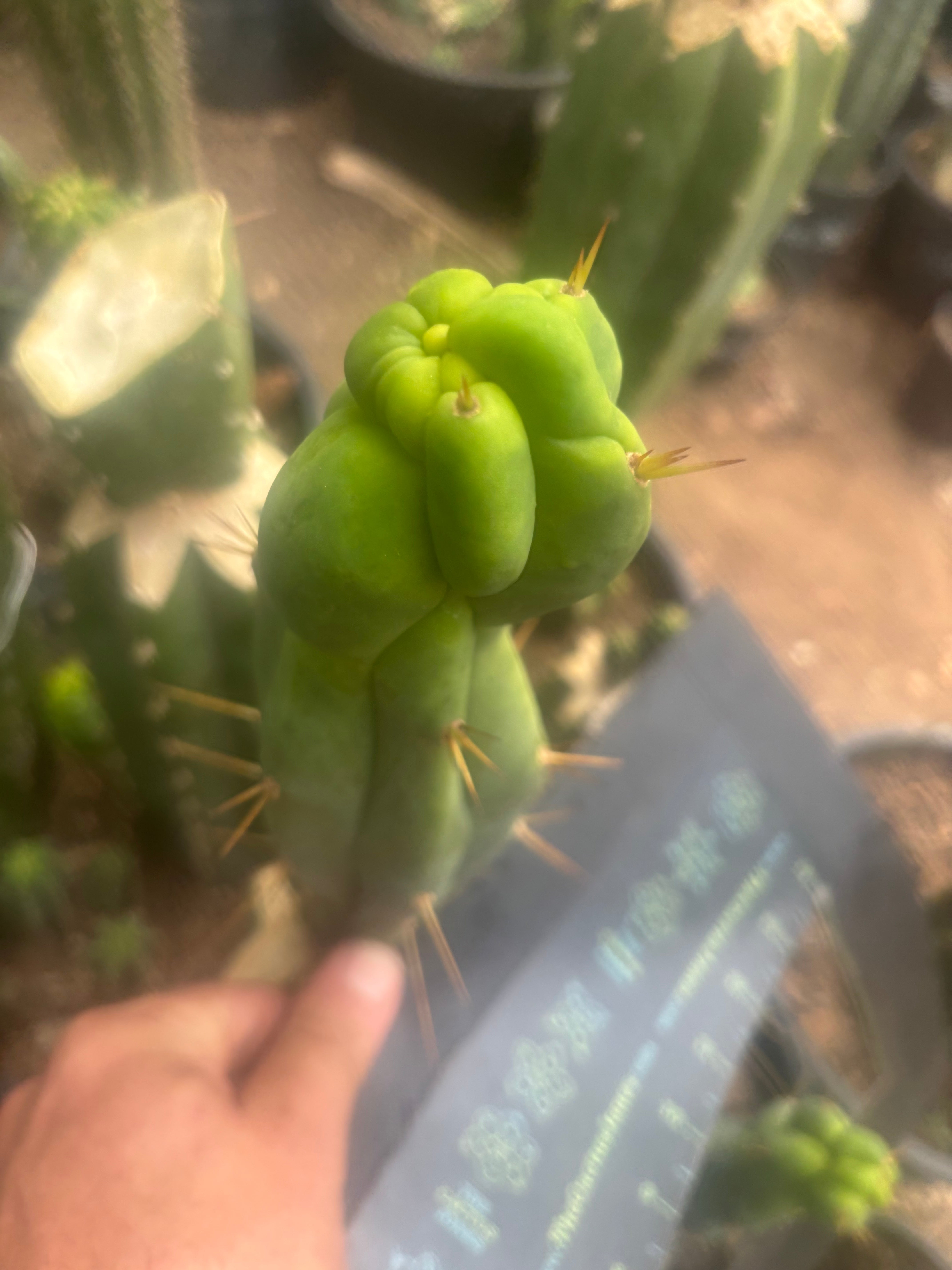 💎👑🌶️ Sam02  — 7” Tip