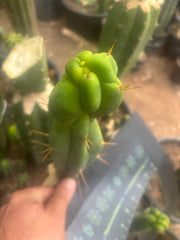 💎👑🌶️ Sam02  — 7” Tip