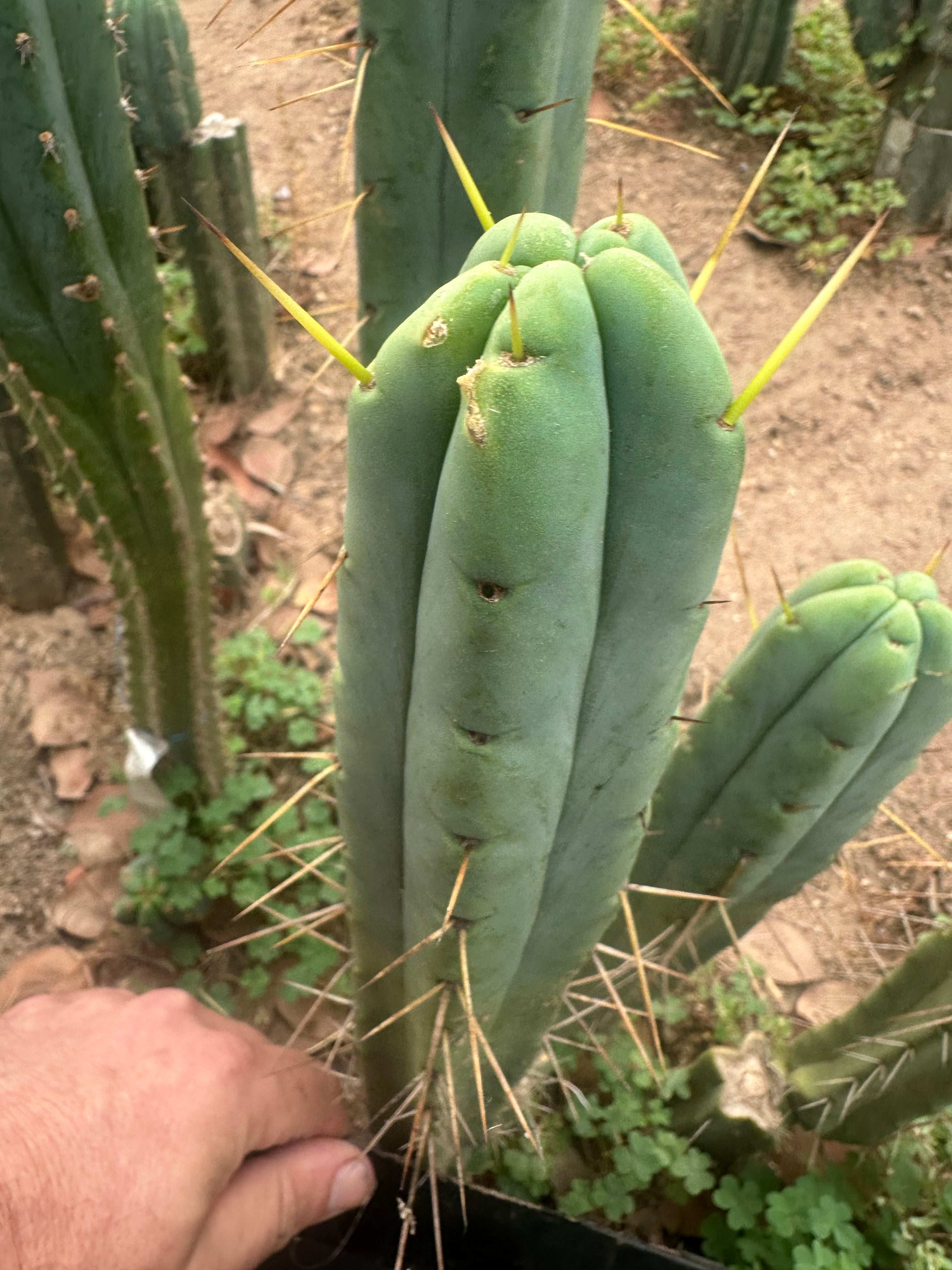 👑🌶️ Psycho0’ x SS02 — 10” Tip