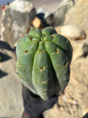 🌶️ SS02 x Yowie — MASSIVE 7” Mids