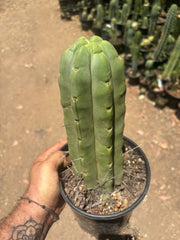 👑🌶️🌶️  Jiimz Twin — FAT Rooted 11” Tip
