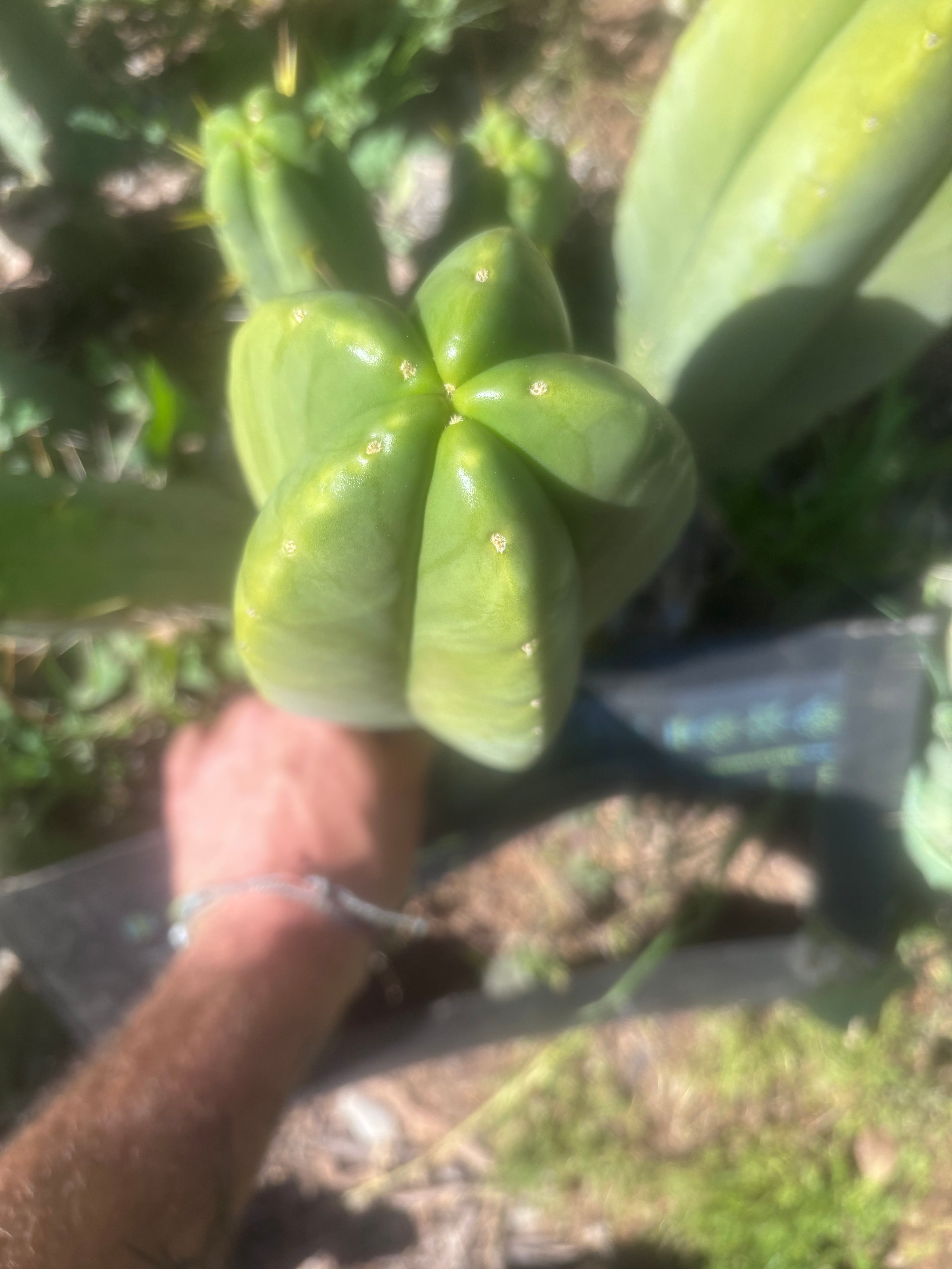 💎👑🌶️ Zulk — XL 13” MELON